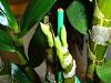 New to Dendrobium growing - are these flower buds?-orchids-1-10-010-jpg