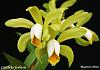 Cattleya forbesii-cattleya-forbesii-reduzida-nomeada-jpg