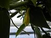 Vanilla Planifolia spikes-dscn0460-jpg