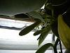 Vanilla Planifolia spikes-dscn0461-jpg