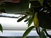 Vanilla Planifolia spikes-dscn0462-jpg