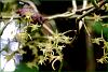 Ethiopian orchids-capture1-jpg