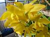 mini cymbidiums-cym-maureen-carter-jpg
