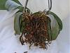 Root Rot in large Phalaenopsis-sadphal2-jpg