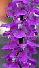 Aerides multiflorum flowering-aeridesmultiflorum1-jpg