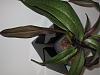 Help with Slipper Orchid!-img_0937-jpg