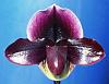 Help with Slipper Orchid!-winwine-darkspell-fcc-jpg