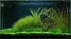 60cm ada cube garden aquarium &amp; shrimp-070907_ada60cm_low-jpg