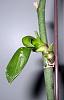 How Do I Save A Phalaenopsis Keiki-img_2257-jpg