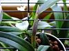 Cattleya grown under Wonderlite- HELP!-orchids002-jpg