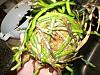 What to do with this mess-orchids-2-27-011-jpg