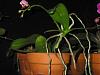 phaleonopsis has keikis but no spikes or blooms-a100-0035_img-jpg