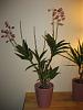 What type of orchid is this?-002-jpg