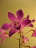 What type of orchid is this?-004-jpg
