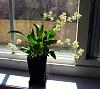 Newbie's Onc. 'Twinkle'-oncidium-orchids-008-web-view-jpg