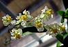 Newbie's Onc. 'Twinkle'-oncidium-orchids-010-web-view-jpg
