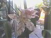 What kind of Oncidium is this?-onc-white-burg-jpg