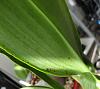 Leaf spots on NOID (Wilsonara?)-dsc00344-jpg