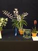 The Orchid Mining Co. Orchid Display-winner1-jpg