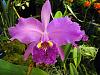 The Orchid Mining Co. Orchid Display-winner3-jpg