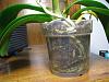 Not sure if I should repot my orchid ? HELP-pinky_rootsmar2010-jpg