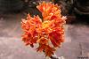 Dendrobium topaziacum-100404-20004-jpg