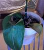 Phalaenopsis leaf/stem turing brown. Please help!-mypicture-jpg