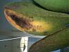 Yellow and Brown Area on Cattleya Leaves-img_1098-1-jpg
