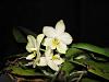 Phal In Charm Jade 'Sweet Fragrance'-flowers042010-jpg