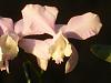 C.loddigesii-2010_04060029-1024x768-jpg