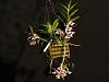 Den. nobile var. cooksonianum-2010_04060059-1024x768-jpg