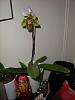 what kind of orchid is this?-dscn7790-jpg
