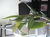Why are leaves yellowing on my Dendrobium Biggibum?-img_3469-jpg