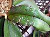 Please help my phals! Is this a Virus? Take a look at the Pictures-2nd-phal-jpg