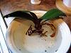 Phal dilemma...rescue with bad roots and developing spike-dscf3337-jpg