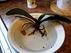 Phal dilemma...rescue with bad roots and developing spike-dscf3338-jpg
