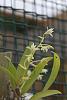 Eria bractescens in bloom-img_6399-jpg