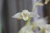 Eria bractescens in bloom-img_6402-jpg