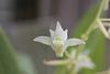 Eria bractescens in bloom-img_6403-jpg