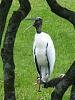 Wood Stork visited my backyard!-img_4080-jpg