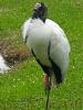 Wood Stork visited my backyard!-img_4088-jpg