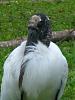 Wood Stork visited my backyard!-img_4098-jpg