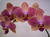 How many spikes can a phal. have before it stresses out?-phal1-jpg