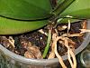 1 Phal w/yellow leaf, large black spots, 1 Phal w/red leaf &amp; dying roots-phalunid_rootdyingatplantstem_1024x768_043010-jpg