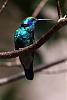 The Hummingbird Thread / Hummingbird Film-green-violet-ear_5544-jpg