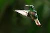 The Hummingbird Thread / Hummingbird Film-hummingbird-flight_5554-jpg
