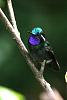 The Hummingbird Thread / Hummingbird Film-purple-throated-mtn-gem_email_5700-jpg