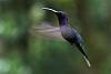 The Hummingbird Thread / Hummingbird Film-violet-saberwing-flight_5600-jpg