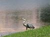 Great Blue Heron and Double Crested Cormorant-img_4223-jpg