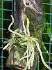Three new roots on my Ghost Orchid!-img_4243-jpg
